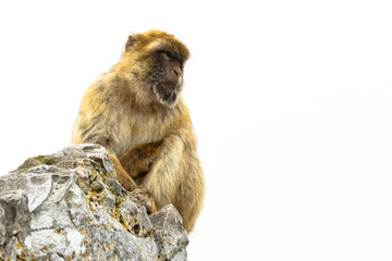 Barbary Ape Looking Away