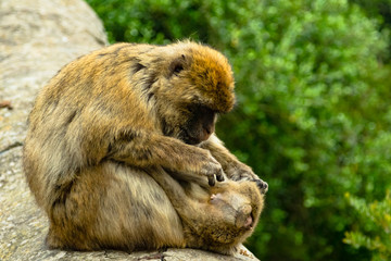 Barbary Ape Grooming Small Ape