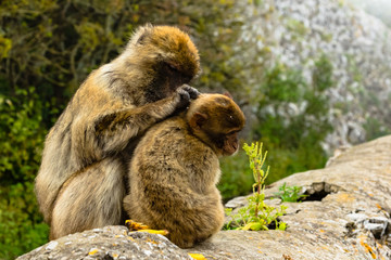 Barbary Ape Cleaning Child