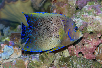 Fototapeta na wymiar Koran or Semicirle Angelfish, Pomacanthus semicirculatus 