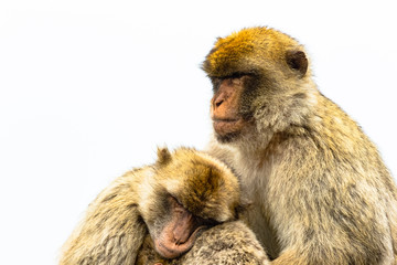Barbary Macaque Looking over Family