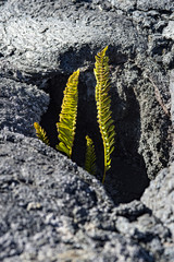 Ferns of the Mauna Kea of Hawaii island and lava