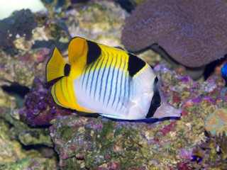 Falcula or Indian Ocean Saddleback Butterflyfish, Chaetodon falcula