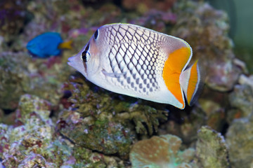 Pearlscale Butterflyfish, Chaetodon xanthurus