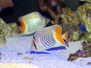 Pearlscale Butterflyfish, Chaetodon xanthurus