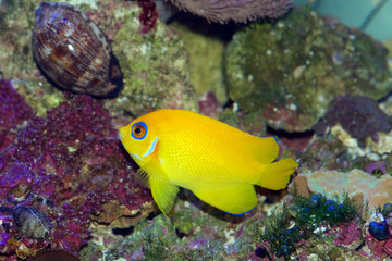 Fototapeta na wymiar Lemonpeel angelfish, Centropyge flavissima