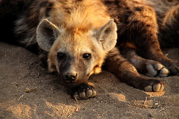 Young Hyena