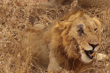 After a fight over the kill.