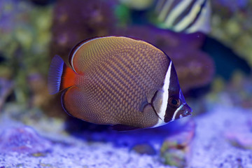Obraz premium Pakistan Butterflyfish, Chaetodon collare