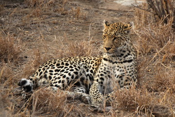 Leopard relaxing