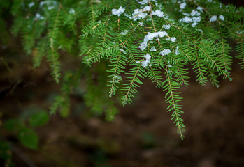 Green foliage