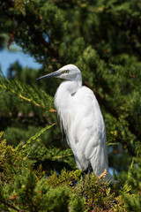 egret resting on a pine tree