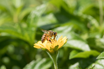 A beautiful bee on yellow flower with Nature background