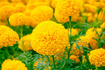 marigold yellow-orange flower blooming beautiful in garden : Select focus with shallow depth of field. (Tagetes erecta, Mexican marigold, Aztec marigold, African marigold)
