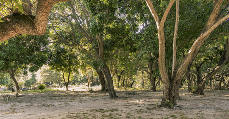 Forest horizon. Beautiful view of a tree camp.
