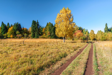 Scenic sunny countryside landscape of Caucasus golden autumn mountain forest with yellow leave birch tree on glade and rural lane on blue sky background