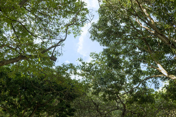 Tree viewed from bottom. Branches and leaves forming a beautiful image.