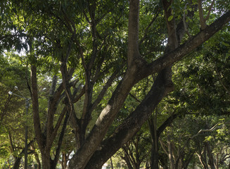 Tree viewed from bottom. Branches and leaves forming a beautiful image.