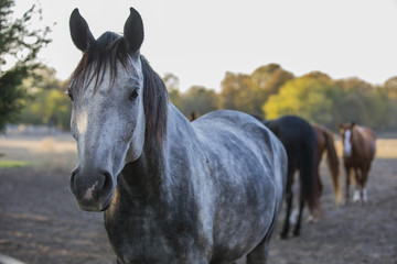 Grey paint horse