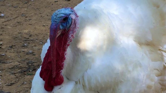 Broad breasted white domesticated turkey