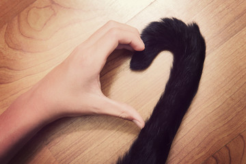 Person's hand and a cat's tail making a heart shape. - obrazy, fototapety, plakaty