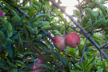 Red delicious apples on trees