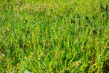 Glasswort (Salicornia europaea) in the Grand Traict, Le Croisic, Bretagne, France