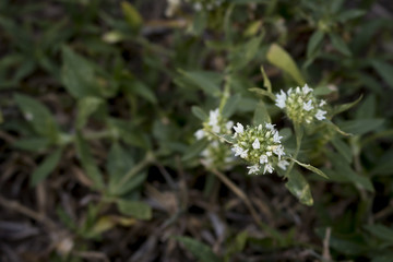 Little white flowers blooming from the grass.