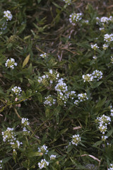 Little white flowers blooming from the grass.