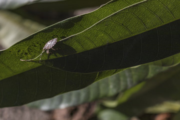 Light brown nezara viridula.