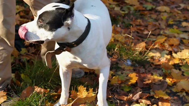 Staffordshire Terrier Whines