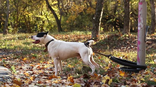 American Staffordshire Terrier on the Chain Barks  ( with sound )
