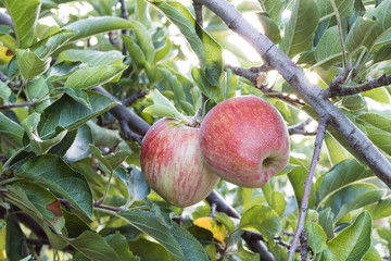 Red delicious apples on trees