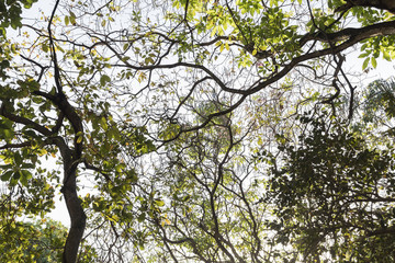 Obraz premium Tree viewed from bottom. Branches and leaves forming a beautiful image.