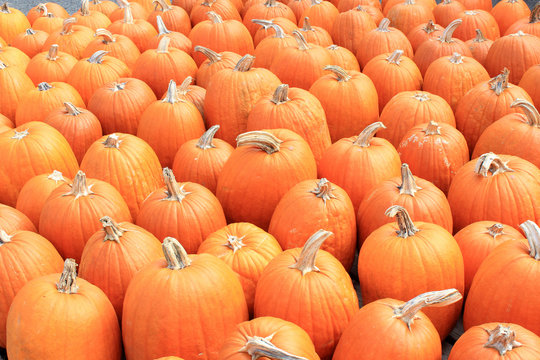 2 Best ハロウィン用かぼちゃ Images Stock Photos Vectors Adobe Stock 2 Best ハロウィン用かぼちゃ Images Stock Photos Vectors Adobe Stock