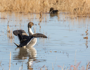 new mexico, bosque del apache, wildlife, duck, pintail, nature, waterfowl, bird, male, wetland, northern, water, pair, drake, wildfowl, ornithology, species, northern pintail, pond, habitat, wings, an