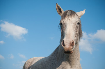 Obraz na płótnie Canvas portrait de cheval gris dans une prairie