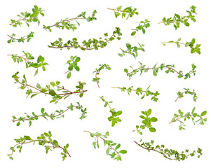 Fresh green marjoram leaves and twigs at different angles on white background