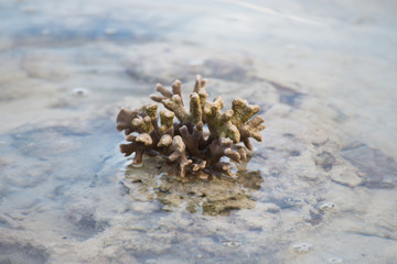 Coral after low tide at Horse Shoe Island