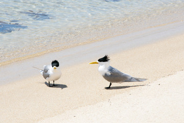 Greater Crested Terns