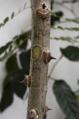 Thornes on branch. Little smily face on fallen thorn.