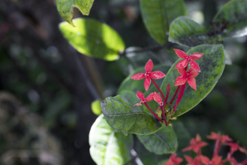 Tiny red flower closeup
