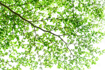 Tree branch with green leaves isolated on white background