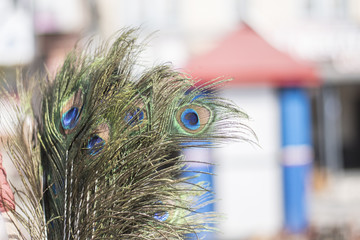 collection of peacock feather