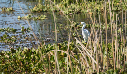 Snowy Egret deep in the reeds of the wetlands