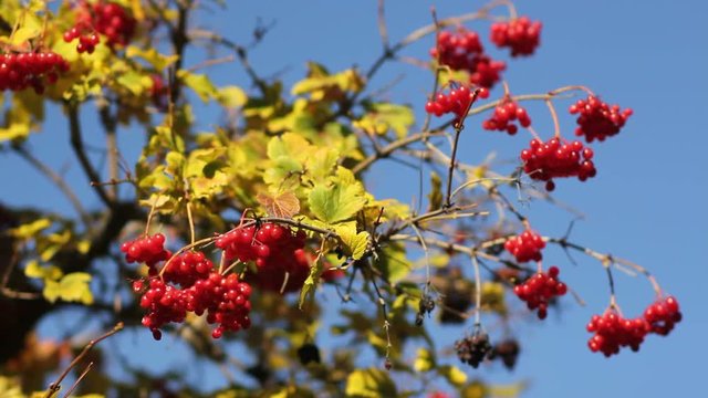 ripe rowan