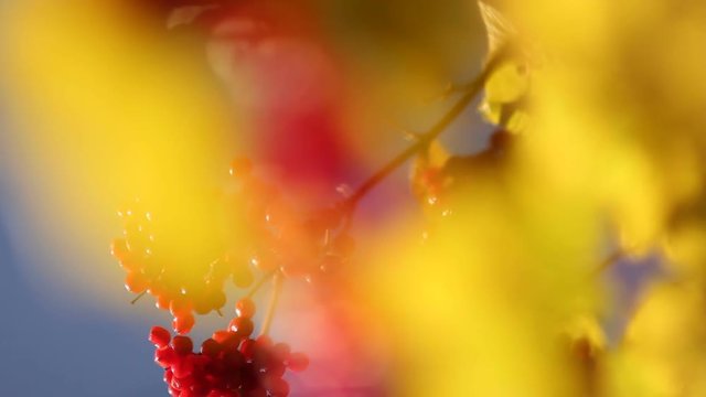 Rowanberry