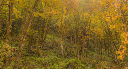 Fototapeta na wymiar Trees through the forest