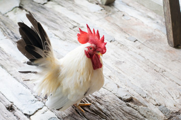 White cock on the floor