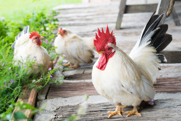 Chicken family in the garden